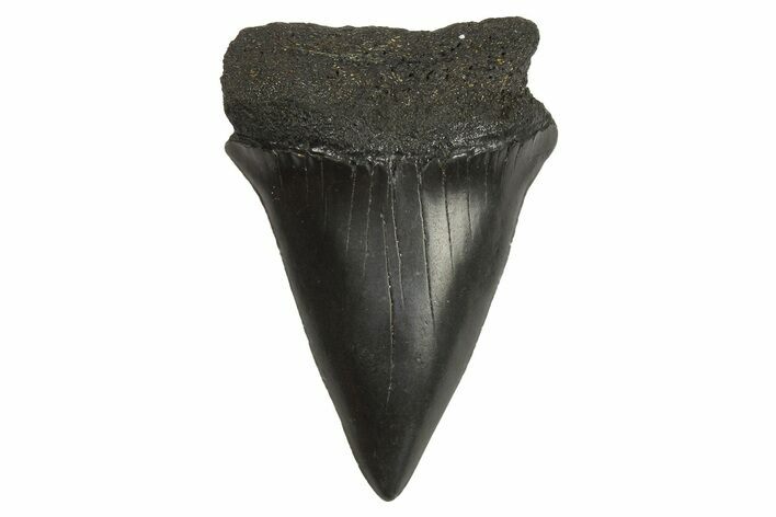 Fossil Broad-Toothed Mako Tooth - South Carolina #295769